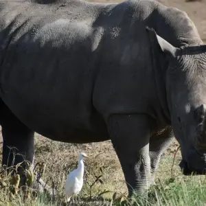 Explore 12 Day Best of Kenya and Tanzania Circuit Midrange  Safari 4x4  Jeep for 12 days with Pam Tours and Travel  and discover unforgettable experiences - Photo 8