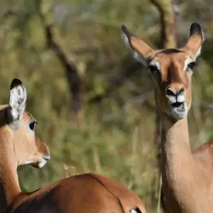 Explore 11 Days Kenya & Tanzania Classic Mid-Range Jeep Safari for 11 days with Pam Tours and Travel  and discover unforgettable experiences - Photo 6