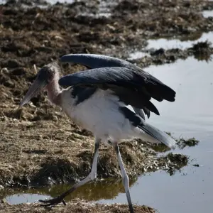 Explore 11 Days Kenya & Tanzania Classic Mid-Range Jeep Safari for 11 days with Pam Tours and Travel  and discover unforgettable experiences - Photo 8