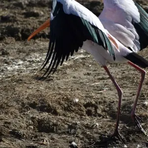 Explore 11 Days Kenya & Tanzania Classic Mid-Range Jeep Safari for 11 days with Pam Tours and Travel  and discover unforgettable experiences - Photo 9