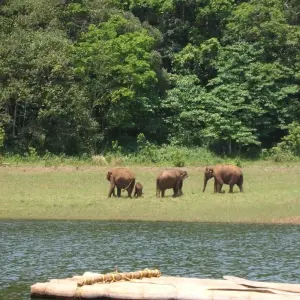 Explore Luxury Backwaters of Kerala Tour with Exotic Beaches for 7 days with Panda Experiences and discover unforgettable experiences - Photo 6