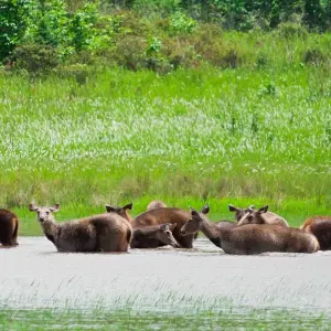 Explore Trip to Madhya Pradesh Wildlife Safari for 8 days with Panda Experiences and discover unforgettable experiences - Photo 3