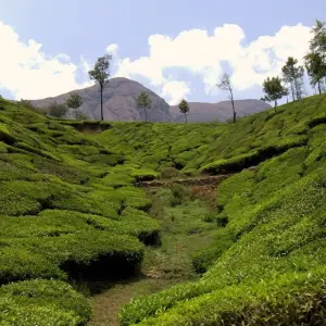 Explore Backwaters & Wildlife Tour - Kerala for 8 days with Panda Experiences and discover unforgettable experiences - Photo 3