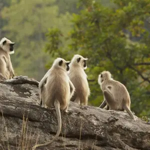 Explore 7 Day Bandhavgarh Wildlife Tour for 7 days with Panda Experiences and discover unforgettable experiences - Photo 3