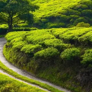 Explore Surreal Sikkim for 10 days with Panda Experiences and discover unforgettable experiences - Photo 3