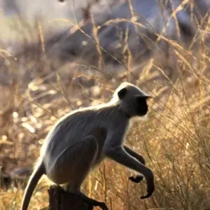 Explore Trip to Madhya Pradesh Wildlife Safari for 8 days with Panda Experiences and discover unforgettable experiences - Photo 6