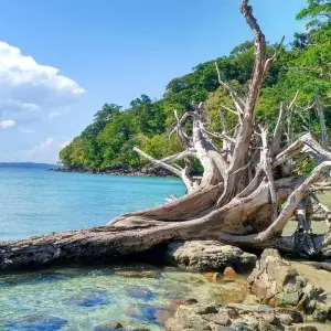 Explore 8 Days Andaman & Nicobar Islands Tour for 8 days with Panda Experiences and discover unforgettable experiences - Photo 6