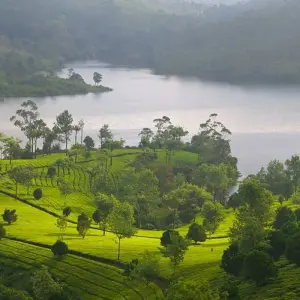 Explore Backwaters & Wildlife Tour - Kerala for 8 days with Panda Experiences and discover unforgettable experiences - Photo 5