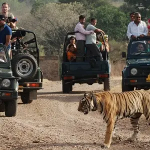 Explore 7 Day Bandhavgarh Wildlife Tour for 7 days with Panda Experiences and discover unforgettable experiences - Photo 5