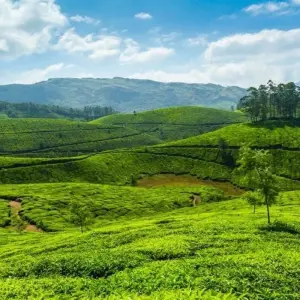 Explore Backwaters & Wildlife Tour - Kerala for 8 days with Panda Experiences and discover unforgettable experiences - Photo 6