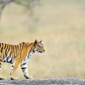 Explore 7 Day Bandhavgarh Wildlife Tour for 7 days with Panda Experiences and discover unforgettable experiences - Photo 7