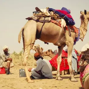 Explore Best of Rajasthan Tour for 14 days with Panda Experiences and discover unforgettable experiences - Photo 7