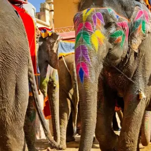 Explore Golden Triangle Tour with Rishikesh for 8 days with Panda Experiences and discover unforgettable experiences - Photo 3