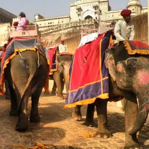 Explore 10 Days Wildlife Tour With Jaipur for 10 days with Panda Experiences and discover unforgettable experiences - Photo 5