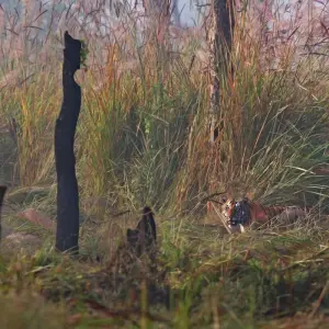 Explore Golden Triangle Tour with Ranthambore for 9 days with Panda Experiences and discover unforgettable experiences - Photo 7