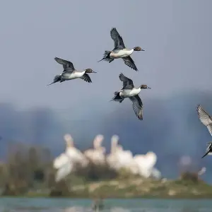 Explore 10 Days Wildlife Tour With Jaipur for 10 days with Panda Experiences and discover unforgettable experiences - Photo 7