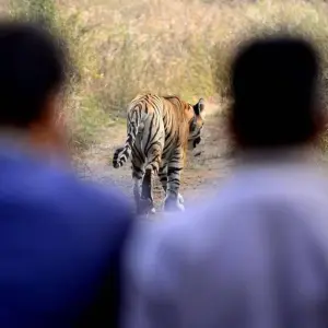 Explore 10 Days Wildlife Tour With Jaipur for 10 days with Panda Experiences and discover unforgettable experiences - Photo 9