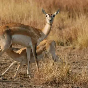 Explore Sasan Gir with Somnath Dwarka Tour for 7 days with Panda Experiences and discover unforgettable experiences - Photo 2