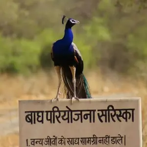 Explore Golden Triangle with Sariska Wildlife Sanctuary for 8 days with Panda Experiences and discover unforgettable experiences - Photo 7