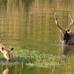 Explore India Tiger Photography Tour for 12 days with Panda Experiences and discover unforgettable experiences - Photo 2