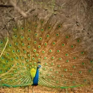 Explore Sasan Gir with Somnath Dwarka Tour for 7 days with Panda Experiences and discover unforgettable experiences - Photo 3