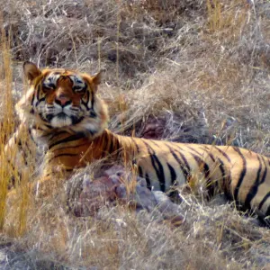 Explore Golden Triangle with Sariska Wildlife Sanctuary for 8 days with Panda Experiences and discover unforgettable experiences - Photo 8