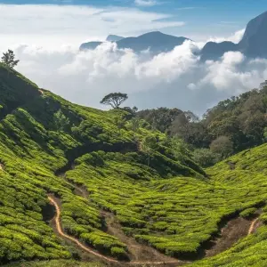 Explore Golden Triangle Tour with Tea Estate Tour for 12 days with Panda Experiences and discover unforgettable experiences - Photo 9