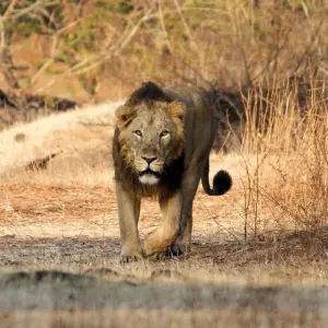 Explore Sasan Gir with Somnath Dwarka Tour for 7 days with Panda Experiences and discover unforgettable experiences - Photo 4