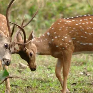 Explore India Tiger Photography Tour for 12 days with Panda Experiences and discover unforgettable experiences - Photo 4