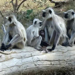 Explore India Tiger Photography Tour for 12 days with Panda Experiences and discover unforgettable experiences - Photo 5