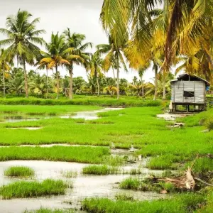 Explore Kerala Backwater Tour With Exotic Beaches for 7 days with Panda Experiences and discover unforgettable experiences - Photo 6