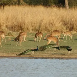 Explore India Tiger Photography Tour for 12 days with Panda Experiences and discover unforgettable experiences - Photo 6