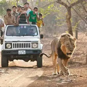 Explore Sasan Gir with Somnath Dwarka Tour for 7 days with Panda Experiences and discover unforgettable experiences - Photo 8