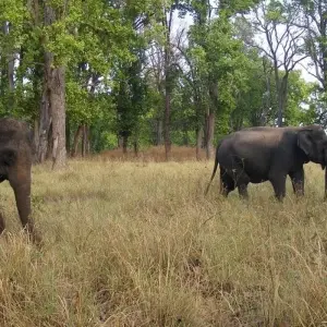 Explore India Tiger Photography Tour for 12 days with Panda Experiences and discover unforgettable experiences - Photo 7