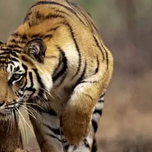 Explore India Tiger Photography Tour for 12 days with Panda Experiences and discover unforgettable experiences - Photo 9