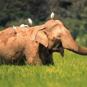 Explore Highlights of Sri Lanka for 14 days with Passage Holidays and discover unforgettable experiences - Photo 2