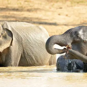 Explore Sri Lanka Wildlife and Heritage for 18 days with Passage Holidays and discover unforgettable experiences - Photo 2