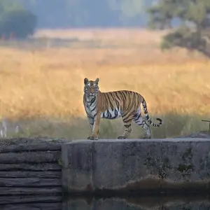 Explore Temple Tiger Taj Train Tour for 19 days with Passage Holidays and discover unforgettable experiences - Photo 5