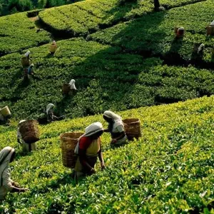 Explore Highlights of Sri Lanka for 14 days with Passage Holidays and discover unforgettable experiences - Photo 4