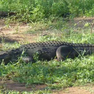 Explore Sri Lanka Wildlife for 11 days with Passage Holidays and discover unforgettable experiences - Photo 4