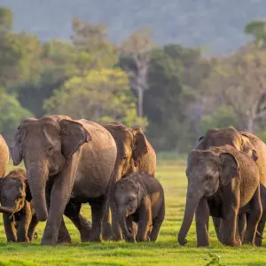 Explore Splendours of Sri Lanka for 12 days with Passage Holidays and discover unforgettable experiences - Photo 6