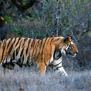 Explore Temple Tiger Taj Train Tour for 19 days with Passage Holidays and discover unforgettable experiences - Photo 6