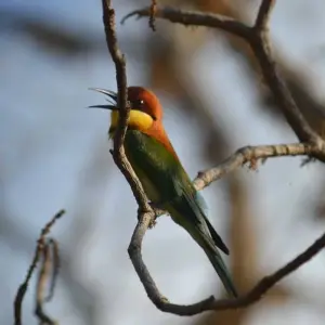 Explore Sri Lanka Wildlife for 11 days with Passage Holidays and discover unforgettable experiences - Photo 6