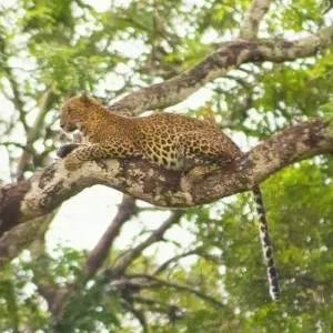 Explore Sri Lanka Wildlife for 11 days with Passage Holidays and discover unforgettable experiences - Photo 7