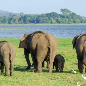 Explore Sri Lanka Luxury Escapes for 12 days with Passage Holidays and discover unforgettable experiences - Photo 8