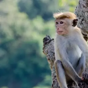 Explore Sri Lanka Wildlife and Heritage for 18 days with Passage Holidays and discover unforgettable experiences - Photo 7