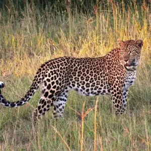 Explore Sri Lanka Wildlife for 11 days with Passage Holidays and discover unforgettable experiences - Photo 8