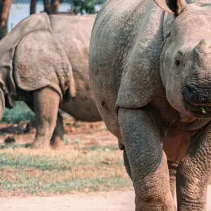 Explore Bestseller Golden Triangle of India and Nepal with trekking, flight included for 14 days with Payless tours india and discover unforgettable experiences - Photo 6