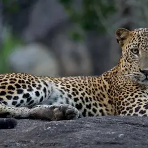 Explore Sri Lanka Wildlife and Heritage for 18 days with Passage Holidays and discover unforgettable experiences - Photo 8