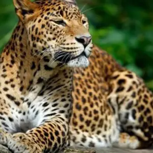 Explore Highlights of Sri Lanka for 14 days with Passage Holidays and discover unforgettable experiences - Photo 10